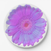 パープルガーベラデイジー