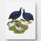 パープルギニア科 フォトプラーク (正面)