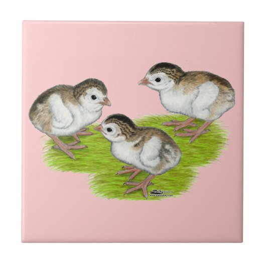 パープルギニア タイル (正面)