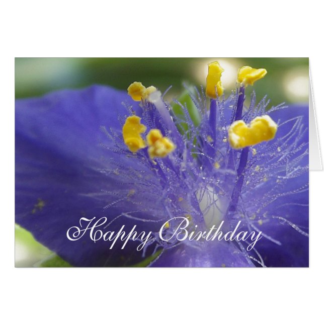 パープルクイーンA (正面横)