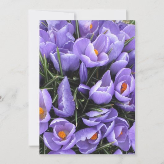 パープルクロかわいらしックススイート16誕生日招待状 招待状 (裏面)