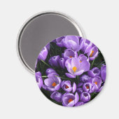 パープルクロカス冷凍機磁石 マグネット (正面/裏面)