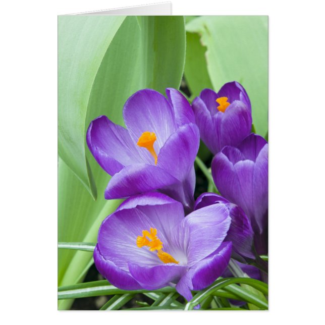 パープルクロカス開花ズインガーデン (正面)