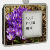 パープルクロキュースのクラスター春フローラ シルバープレートフレームオーナメント (右)
