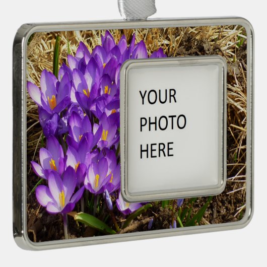 パープルクロキュースのクラスター春フローラ シルバープレートフレームオーナメント (右)