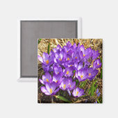 パープルクロキュースのクラスター春フローラ マグネット (正面/裏面)