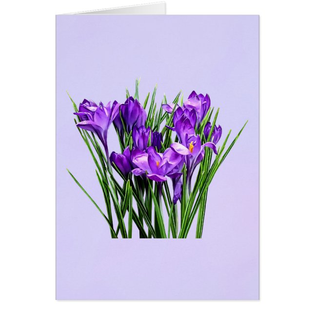 パープルクロキュース (正面)