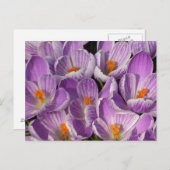 パープルクロキュース ポストカード (正面/裏面)