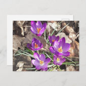 パープルクロッカスポストカード ポストカード (正面/裏面)