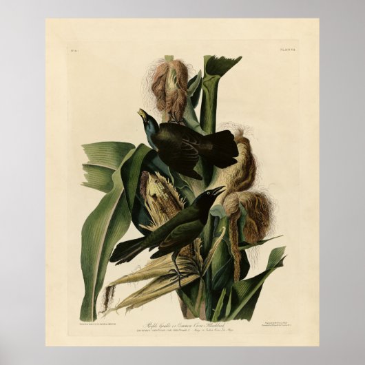 パープルグラクル（グラクル）オードボンのアメリカバード ポスター (正面)