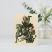 パープルグラクル（グラクル）オードボンのアメリカバード ポストカード (スタンド正面)