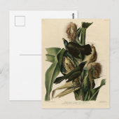 パープルグラクル（グラクル）オードボンのアメリカバード ポストカード (正面/裏面)