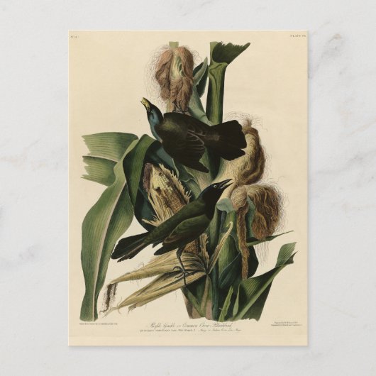 パープルグラクル（グラクル）オードボンのアメリカバード ポストカード (正面)