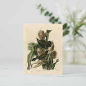 パープルグラクル ポストカード (スタンド正面)