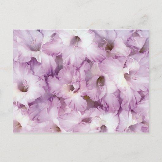 パープルグラッドすべての行事 ポストカード (正面)