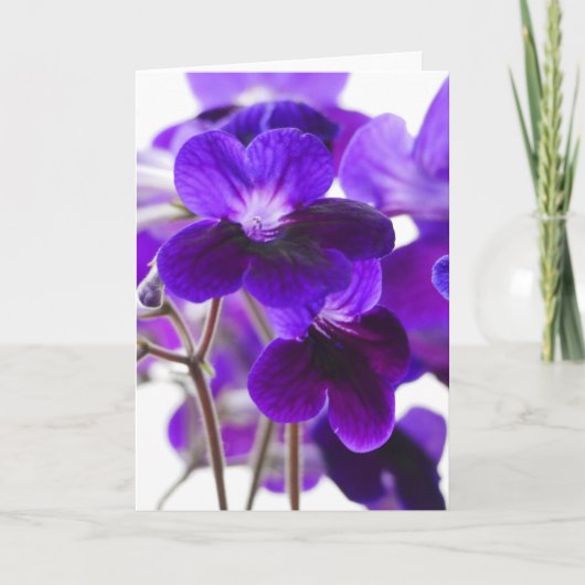 パープルケーププリムローズフラワーカード カード (正面)