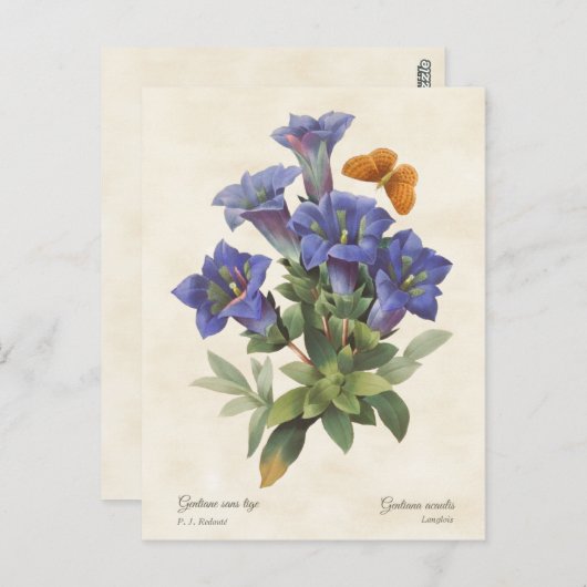 パープルゲンティアンヴィンテージ植物学イラストレーション ポストカード (正面/裏面)