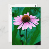 パープルコンフロアーデイジー ポストカード (正面/裏面)