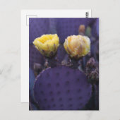 パープルサクタスフラワーズイエロー開花 ポストカード (正面/裏面)