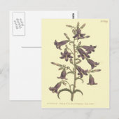 パープルシベリアベルフラワーイラストレーション ポストカード (正面/裏面)