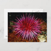 パープルシーウニ ポストカード (正面/裏面)