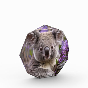 パープルジャカランダ・コアラ・ベア フォトブロック