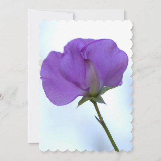 パープルスイートピーリタイアメントパーティの招待状 招待状 (裏面)