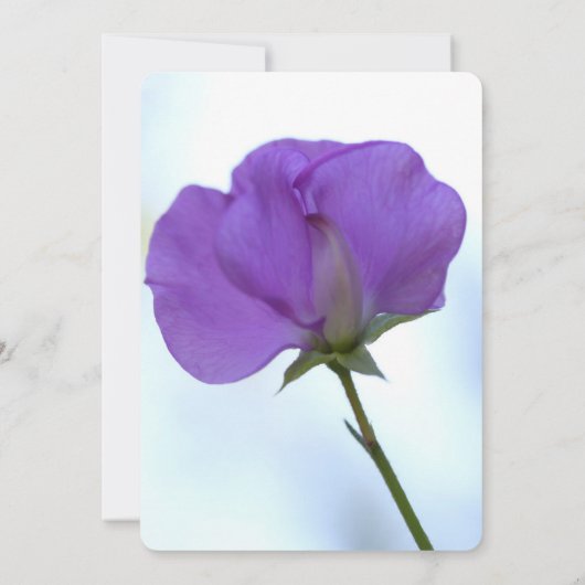 パープルスイートピーリタイアメントパーティの招待状 招待状 (裏面)