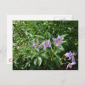 パープルスターの花 ポストカード (正面/裏面)