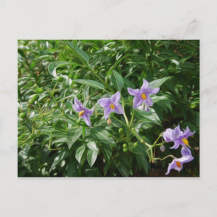 パープルスターの花 ポストカード