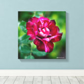 パープルタイガーバラ キャンバスプリント (インサイチュ (ウッドフロア))