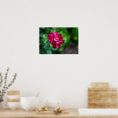 パープルタイガーバラ ポスター (キッチン)