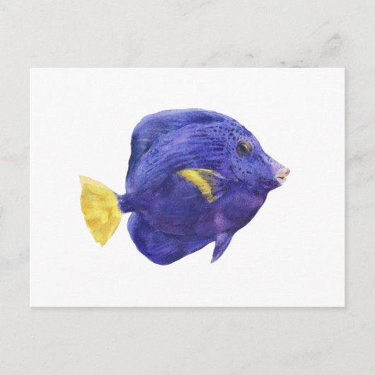 パープルタングの魚の水彩画イラスト ポストカード (正面)