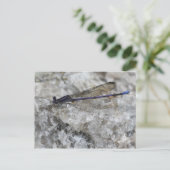 パープルダンセルフライオンクオーツロック自然 ポストカード (スタンド正面)