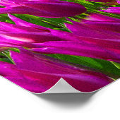 パープルチューリップクケンホランドスモール ポスター (角)