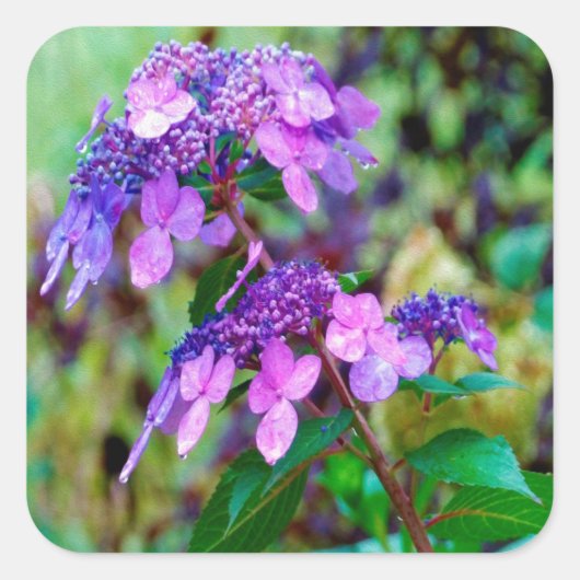 パープルツイストアンドシャウトアジサイの花 スクエアシール (正面)