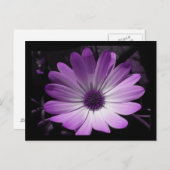 パープルデイジーフラワーポストカード ポストカード (正面/裏面)