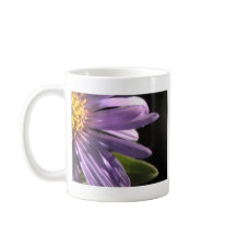 パープルデイジー