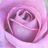 パープルバラクローズアップアートラージシール シール (正面)