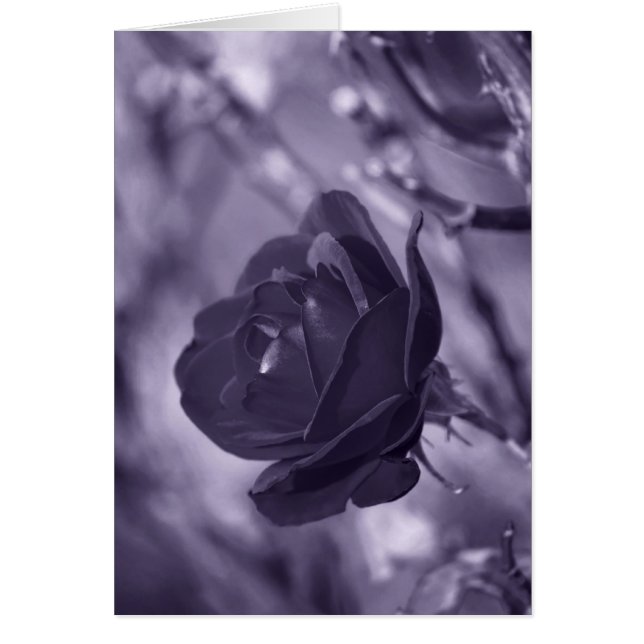 パープルバラ (正面)