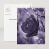 パープルバラ ポストカード (正面/裏面)