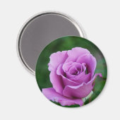パープルバラ マグネット (正面/裏面)