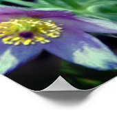 パープルパスク春の花クローズアップ ポスター (角)