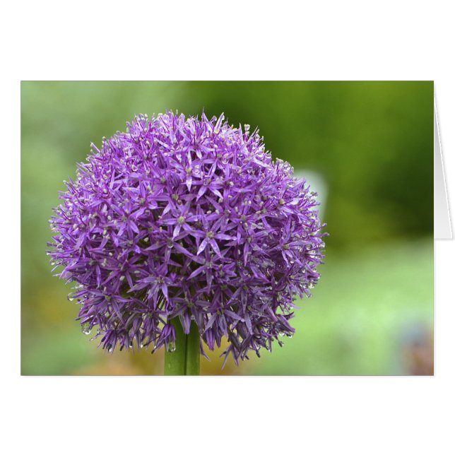 パープルパッションノーテカード (正面横)