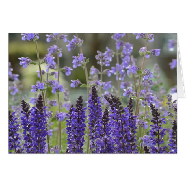 パープルパッションノーテカード (正面横)