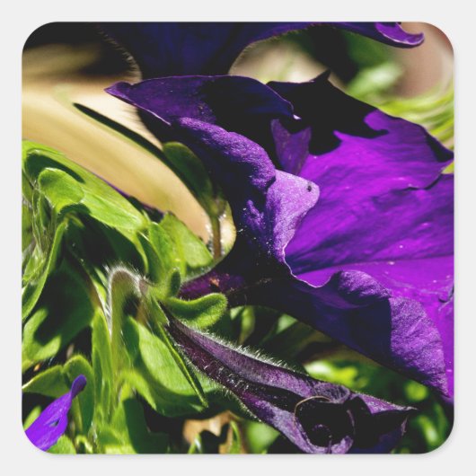 パープルパニック スクエアシール (正面)