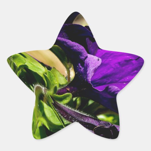 パープルパニック 星シール (正面)