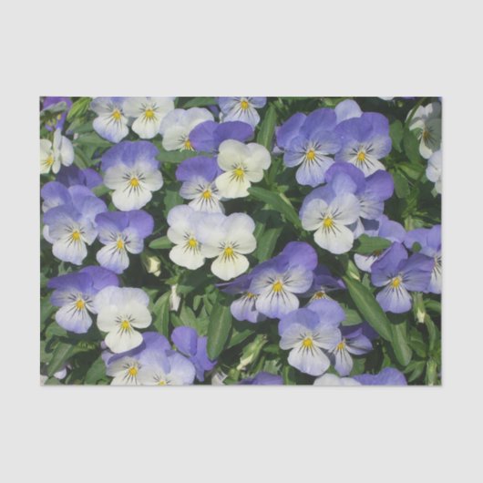 パープルパンシーズガーデンフローラ 薄葉紙 (正面)