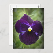 パープルパンシー ポストカード (正面/裏面)