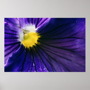 パープルパンジーの花のマクロエレガント写真 ポスター